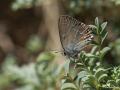 Satyrium marcidum (İranlı Sevbeni)