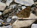 Melitaea phoebe (Benekli Büyük İparhan)