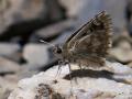 Muschampia plurimacula (Benekli Zıpzıp)