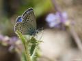 Polyommatus loewii (Çokgözlü Gümüşmavi)