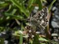 Muschampia plurimacula (Benekli Zıpzıp)