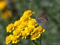 Satyrium abdominalis (Sevbeni)