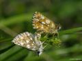 Spialia orbifer (Kızıl Zıpzıp)