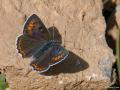 Lycaena alciphron (Büyük Morbakırgüzeli)