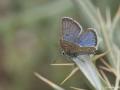 Polyommatus erotulus (Çokgözlü Kafkasyaerosu)