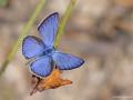 Polyommatus loewii (Çokgözlü Gümüşmavi)