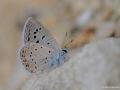 Polyommatus cornelius (Çokgözlü Küçük Turanmavisi)