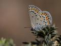 Plebejus carmon (Doğulu Esmergöz)