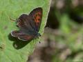 Lycaena helle (Menekşe Bakırgüzeli)