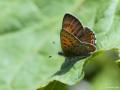 Lycaena helle (Menekşe Bakırgüzeli)
