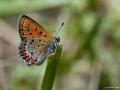 Lycaena helle (Menekşe Bakırgüzeli)