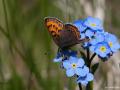 Lycaena helle (Menekşe Bakırgüzeli)