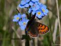 Lycaena helle (Menekşe Bakırgüzeli)