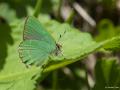 Callophrys chalybeitincta (Kafkasyazümrütü)
