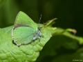 Callophrys chalybeitincta (Kafkasyazümrütü)