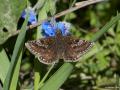 Erynnis tages (Paslı Zıpzıp)