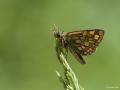 Carterocephalus palaemon (Sarı Benekli Zıpzıp)