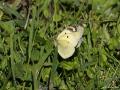 Colias hyale (Orman Azameti)