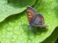 Lycaena helle (Menekşe Bakırgüzeli)