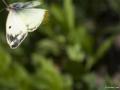 Colias hyale (Orman Azameti)