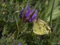 Colias hyale (Orman Azameti)
