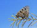 Parnassius apollo (Apollo)