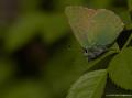 Callophrys rubi (Zümrüt)