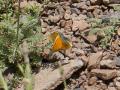 Colias thisoa (Turan Azameti)