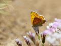 Lycaena lampon (İranateşgüzeli)