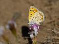 Lycaena lampon (İranateşgüzeli)