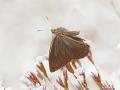 Satyrus parthicus (Kaspi Pirireisi)