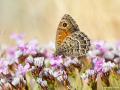 Satyrus parthicus (Kaspi Pirireisi)