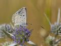 Polyommatus alcedo (Acem Çokgözlüsü)