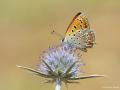Lycaena lampon (İranateşgüzeli)