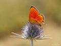 Lycaena lampon (İranateşgüzeli)