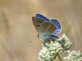 Polyommatus cyaneus (Çokgözlü Siyanmavisi)