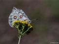 Parnassius apollo (Apollo)