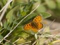Melitaea collina (Hataylı İparhan)