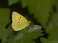 Colias crocea (Sarıazamet)
