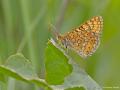 Euphydryas aurinia (Nazugum)