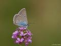 Polyommatus amandus (Çokgözlü Amanda)