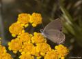 Satyrium abdominalis (Sevbeni)