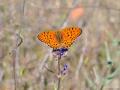 Argynnis adippe (Büyükinci)