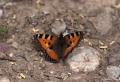Aglais urticae (Aglais)