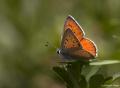 Lycaena alciphron (Büyük Morbakırgüzeli)