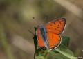 Lycaena alciphron (Büyük Morbakırgüzeli)