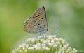 Lycaena alciphron (Büyük Morbakırgüzeli)