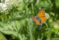 Lycaena alciphron (Büyük Morbakırgüzeli)