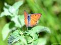 Lycaena alciphron (Büyük Morbakırgüzeli)