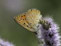 Lycaena asabinus (Anadolu Ateşgüzeli)